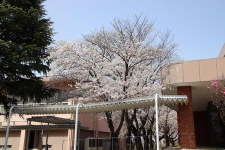 新入生の皆さんへ　《桜の風景》